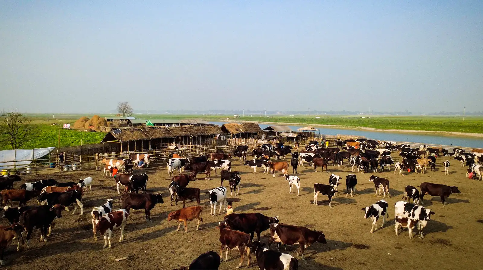 Pure Milk Starts with Pure Feed